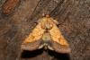 Pyrrhia umbra